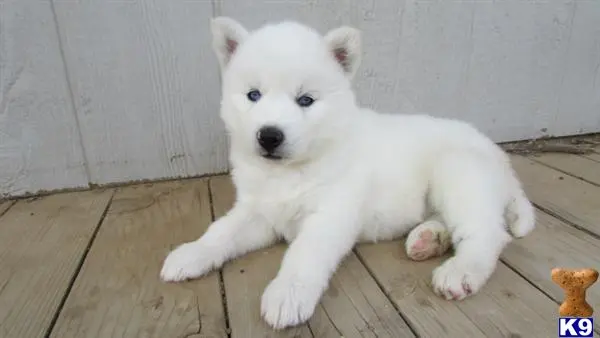 Siberian Husky puppy for sale