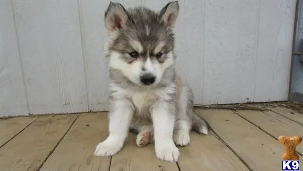 Siberian Husky puppy for sale