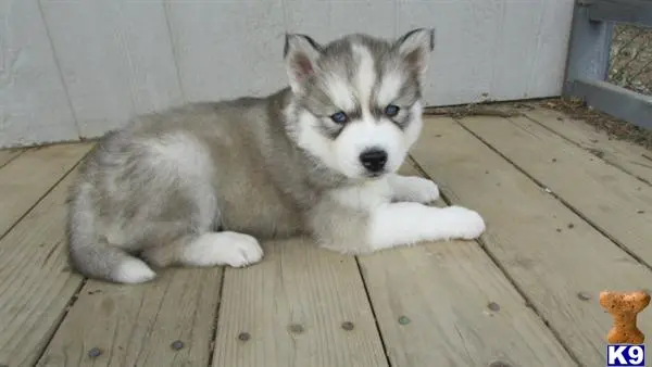 Siberian Husky puppy for sale