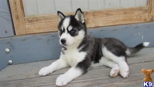 Siberian Husky puppy for sale