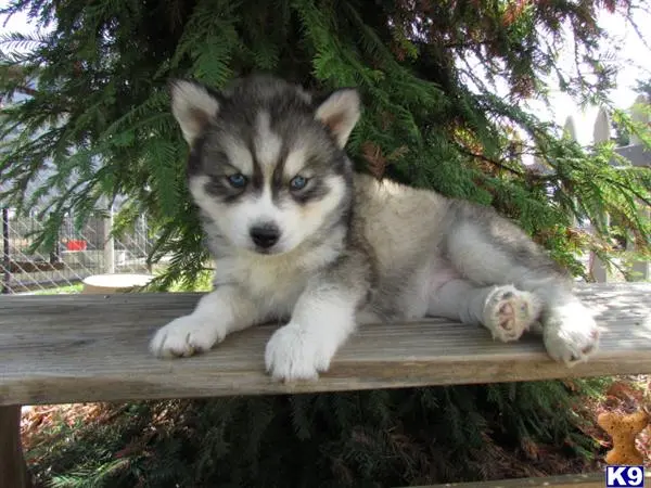 Siberian Husky puppy for sale