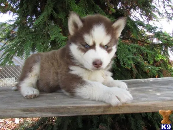 Siberian Husky puppy for sale