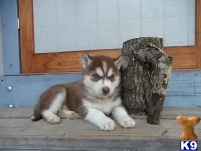 Siberian Husky puppy for sale