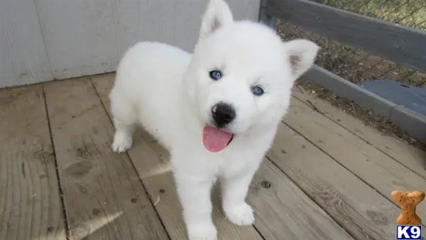 Siberian Husky puppy for sale