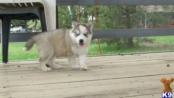 Siberian Husky puppy for sale