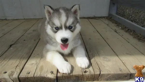 Siberian Husky puppy for sale