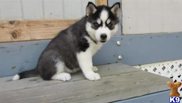 Siberian Husky puppy for sale