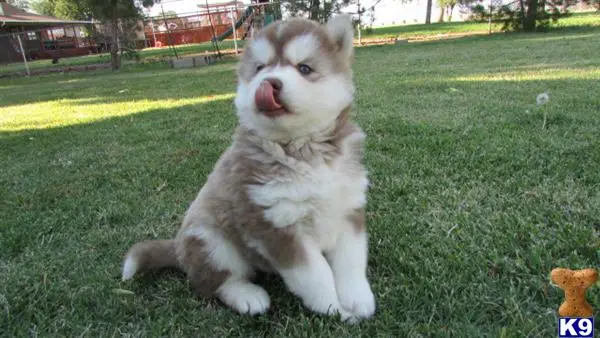 Siberian Husky puppy for sale