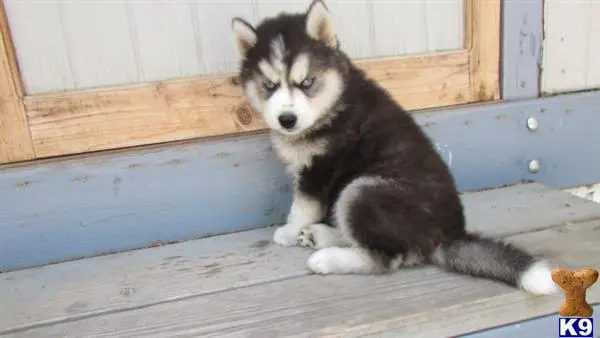 Siberian Husky puppy for sale