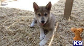 wolf dog puppy posted by nakkitta
