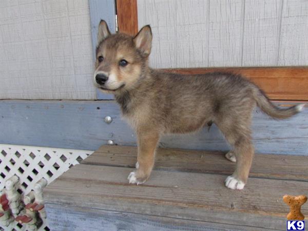 wolf dog puppy posted by nakkitta