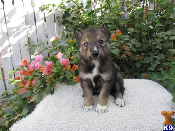 sacramento puppies for sale pomsky adoption sacramento breeds picture breeds picture sacramento puppies for sale pomsky adoption sacramento breeds picture breeds picture