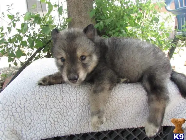 Wolf Dog puppy for sale