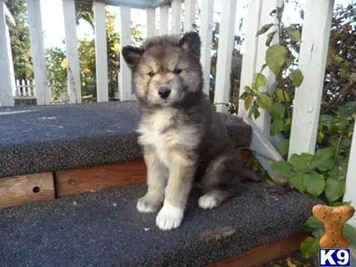 Wolf Dog puppy for sale