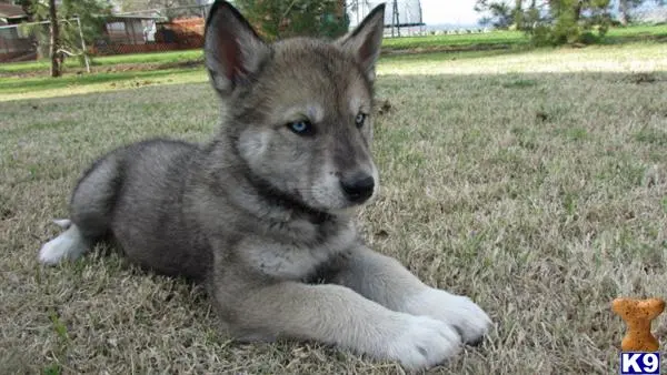 Wolf Dog puppy for sale