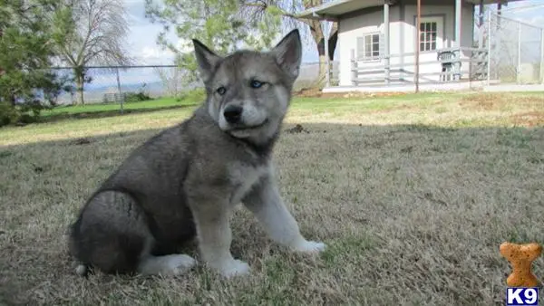 Wolf Dog puppy for sale