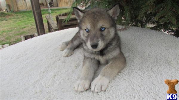 wolf dog puppy for