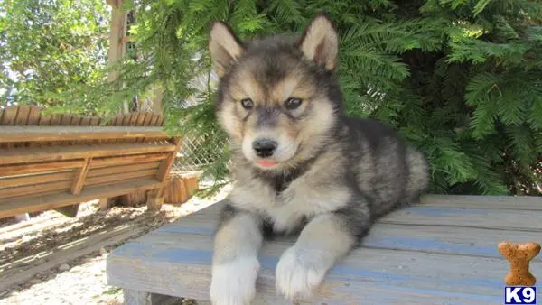 Wolf Dog puppy for sale