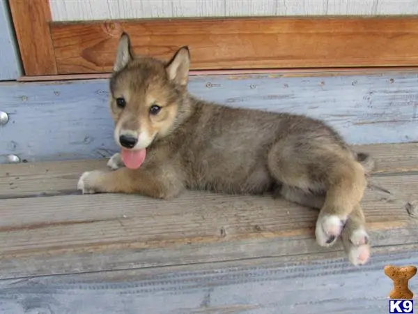 Wolf Dog puppy for sale