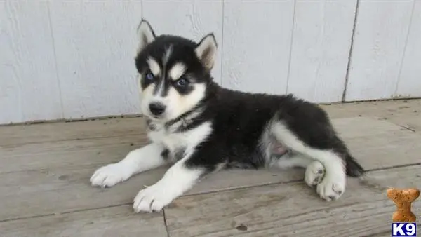 Wolf Dog puppy for sale