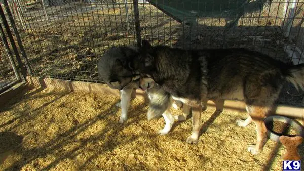 Wolf Dog puppy for sale