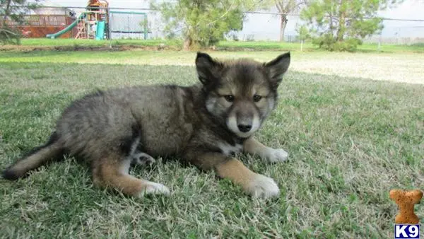 Wolf Dog puppy for sale