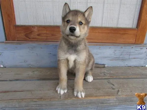 Wolf Dog puppy for sale