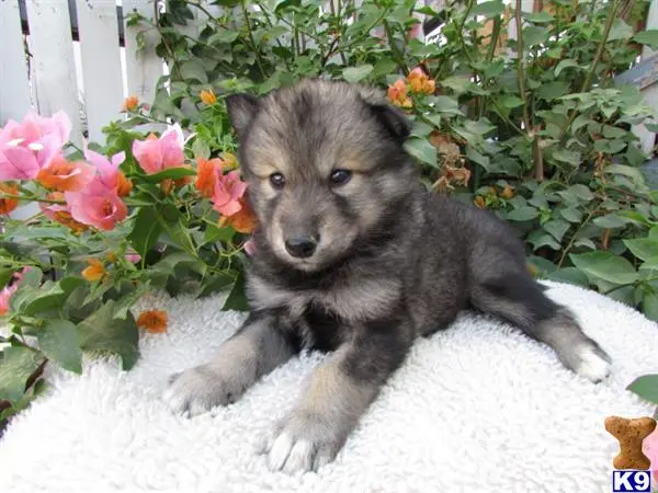 Wolf Dog puppy for sale