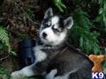 siberian husky puppy posted by nakkitta