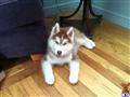 Siberian Husky