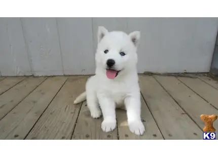 Siberian Husky