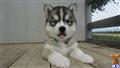 siberian husky puppy posted by nakkitta