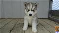 Siberian Husky