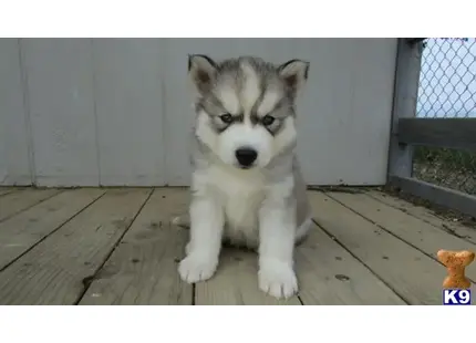 Siberian Husky