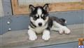 Siberian Husky