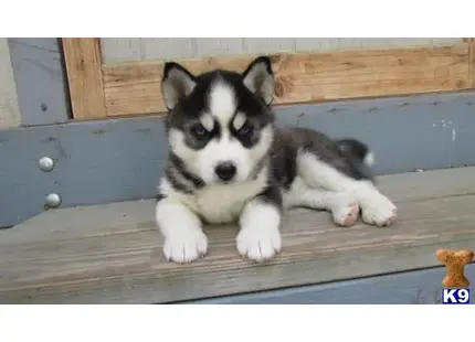 Siberian Husky