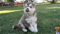 Siberian Husky