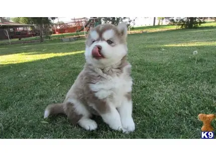 Siberian Husky