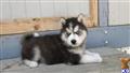 Siberian Husky