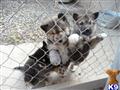 wolf dog puppy posted by nakkitta