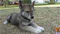 wolf dog puppy posted by nakkitta