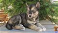 wolf dog puppy posted by nakkitta