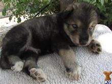 wolf dog puppy posted by nakkitta