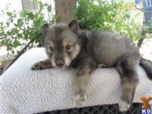 wolf dog puppy posted by nakkitta