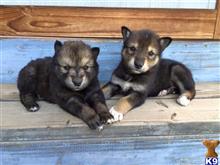 wolf dog puppy posted by nakkitta