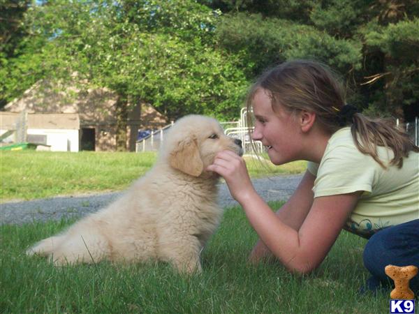 golden retriever chion puppies for sale golden retriever uxbridge golden retriever uxbridge golden retriever puppy for sale golden retriever chion puppies for sale golden retriever uxbridge golden retriever uxbridge golden retriever puppy for sale
