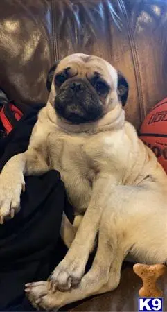 Pug