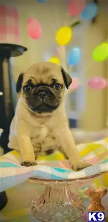 Pug puppy for sale