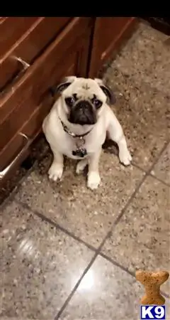 Pug stud dog