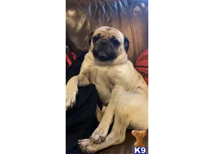 Pug